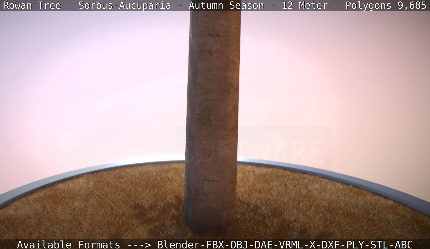 Rowan Tree - Sorbus-Aucuparia - 12m - All Season Package Low-poly 3D model_49