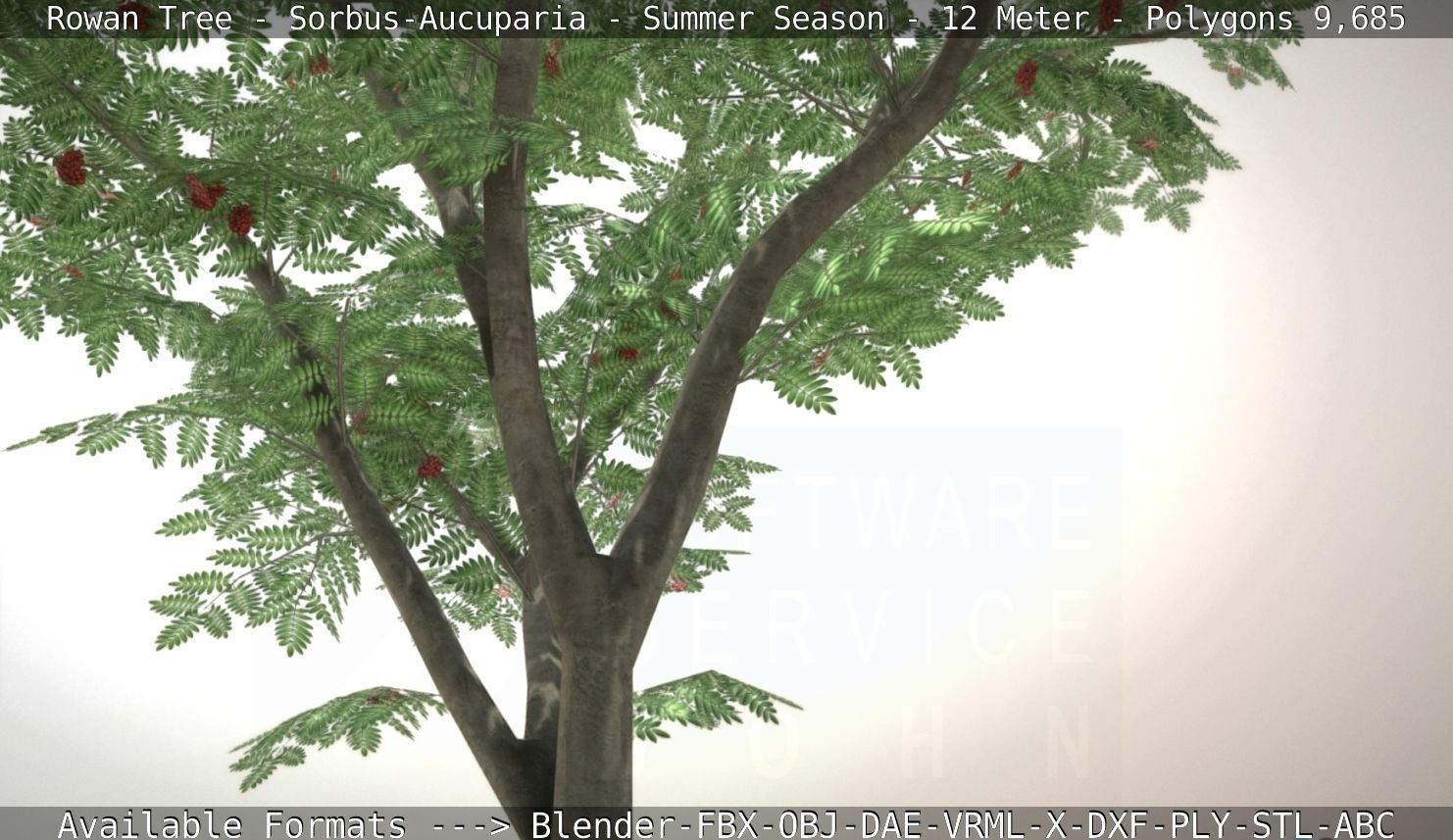 Rowan Tree - Sorbus-Aucuparia - 12m - All Season Package Low-poly 3D model_86