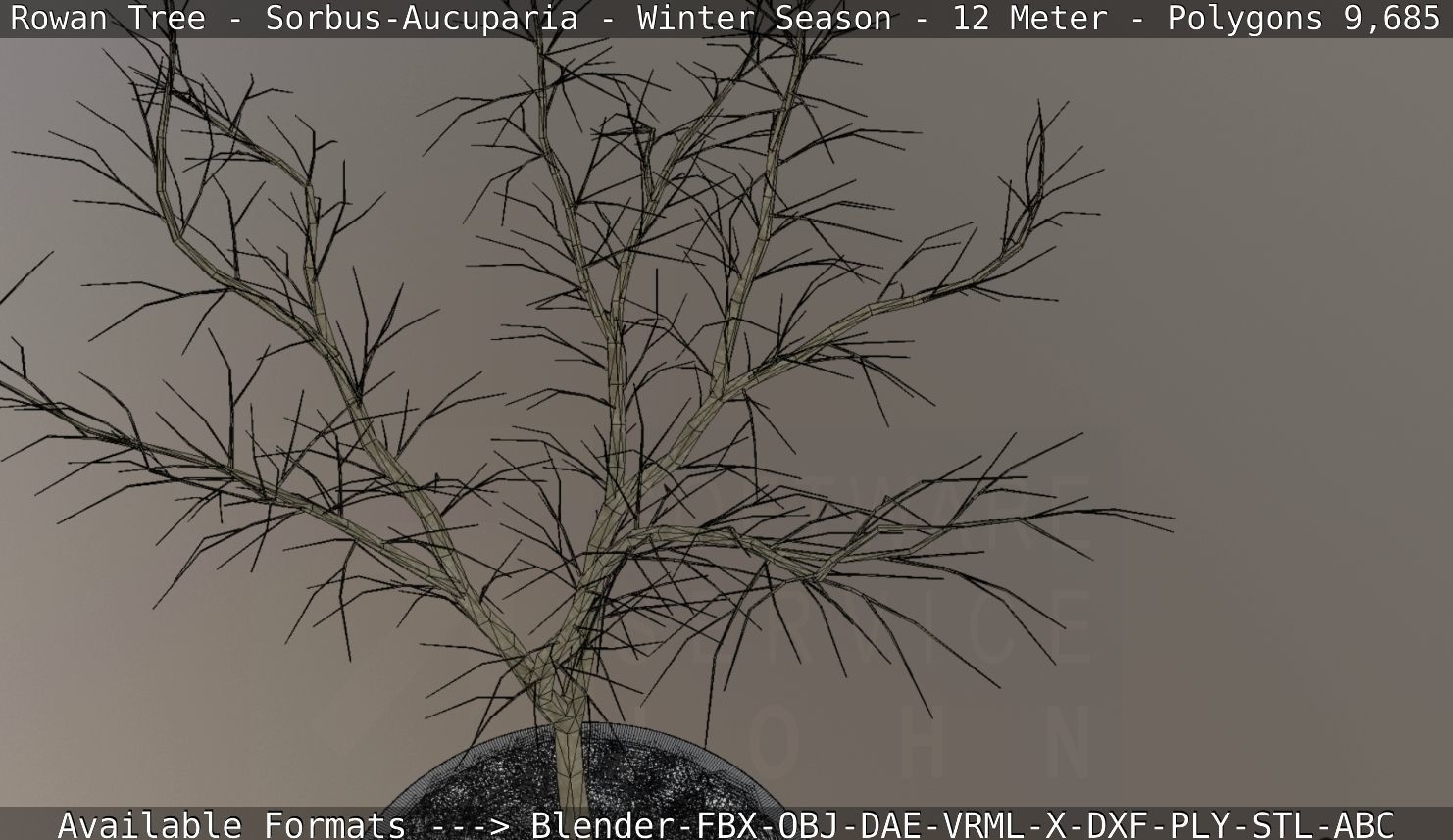 Rowan Tree - Sorbus-Aucuparia - 12m - All Season Package Low-poly 3D model_62