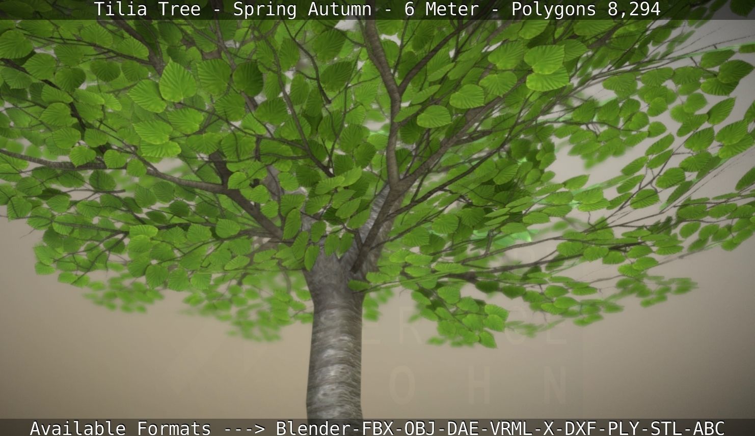 Rowan Tree - Sorbus-Aucuparia - 12m - All Season Package Low-poly 3D model_24