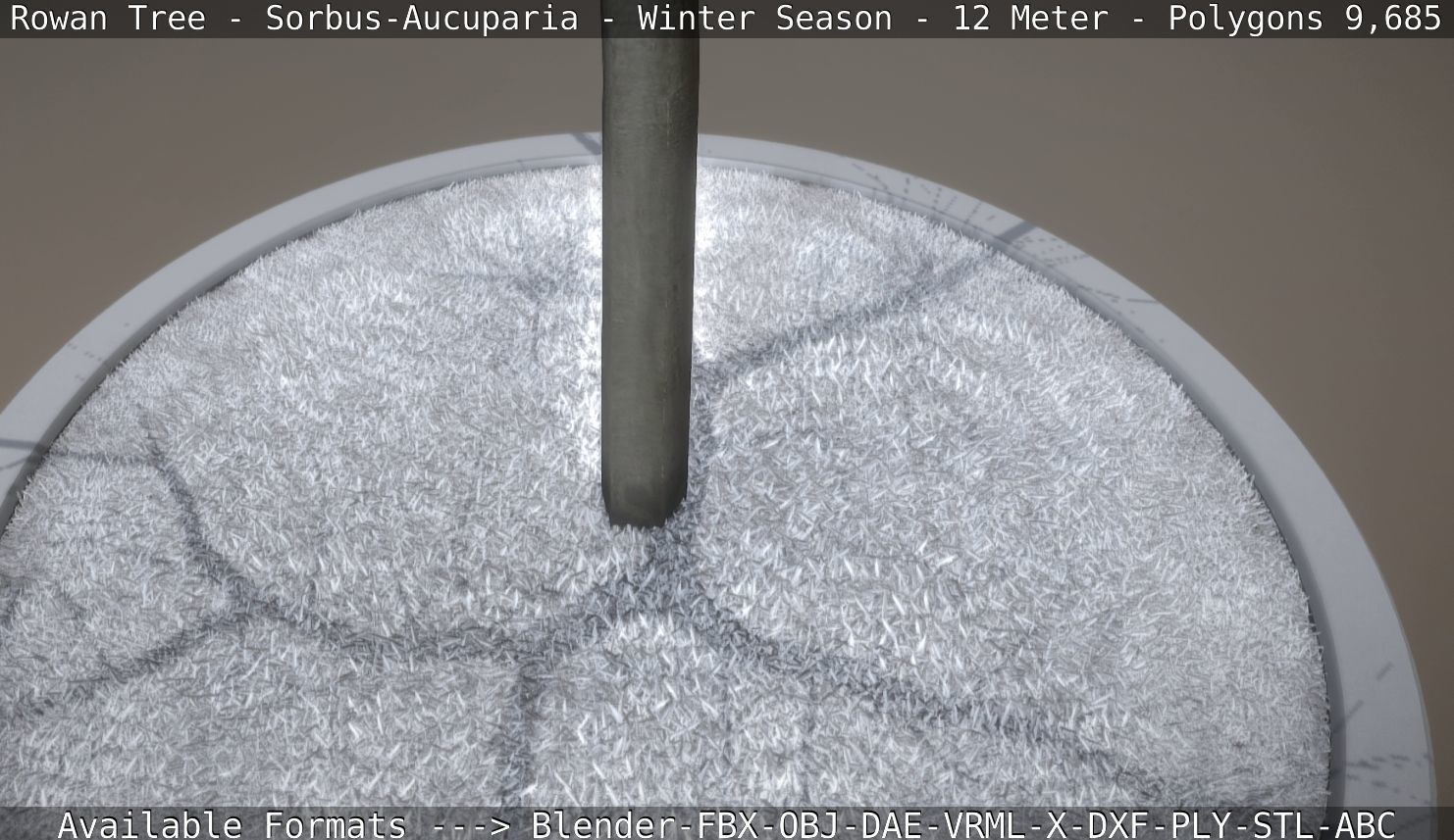 Rowan Tree - Sorbus-Aucuparia - 12m - All Season Package Low-poly 3D model_63