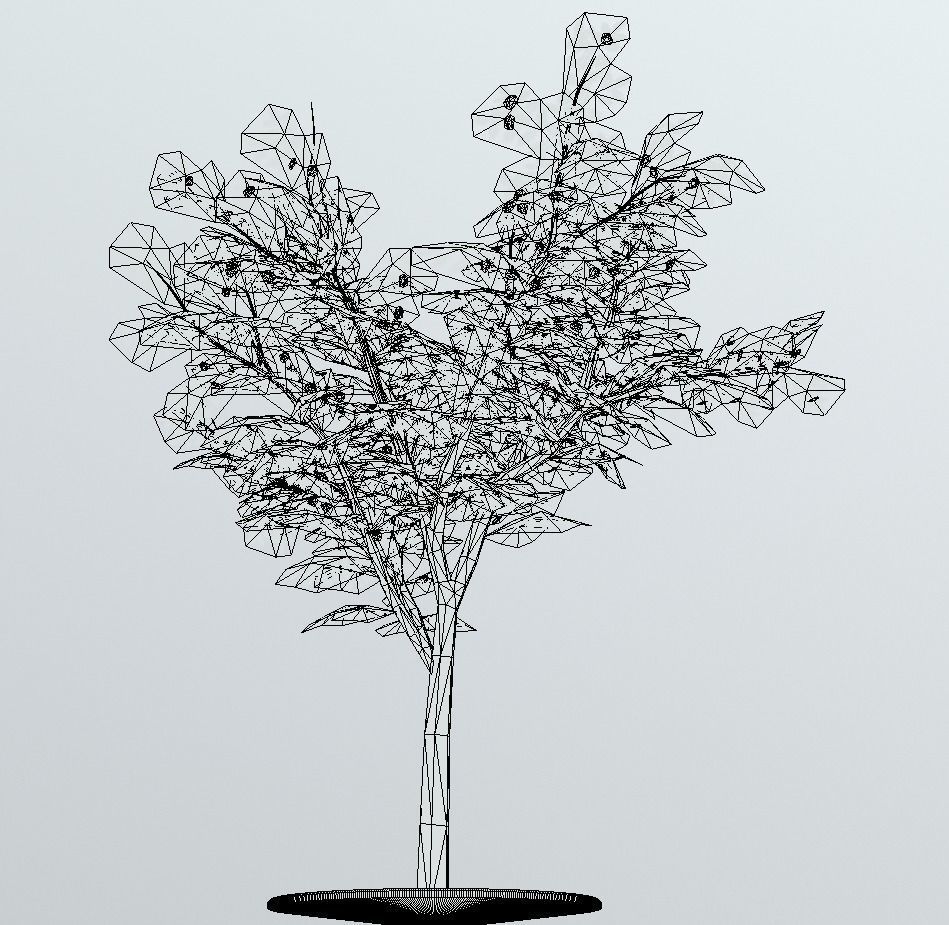 Rowan Tree - Sorbus-Aucuparia - 12m - All Season Package Low-poly 3D model_5