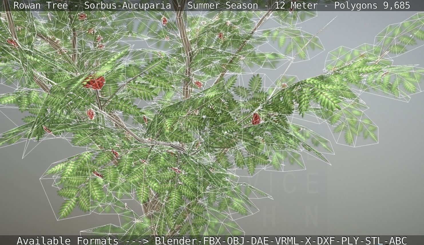 Rowan Tree - Sorbus-Aucuparia - 12m - All Season Package Low-poly 3D model_112