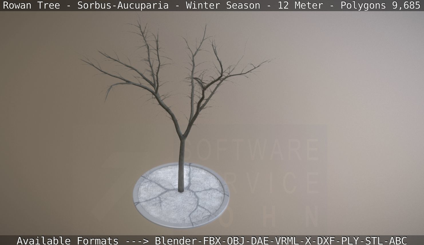 Rowan Tree - Sorbus-Aucuparia - 12m - All Season Package Low-poly 3D model_64