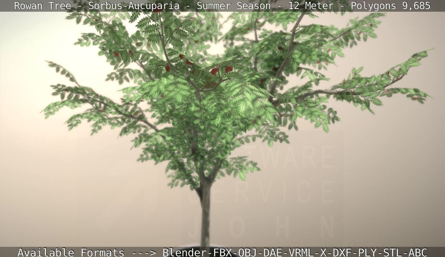 Rowan Tree - Sorbus-Aucuparia - 12m - All Season Package Low-poly 3D model_82