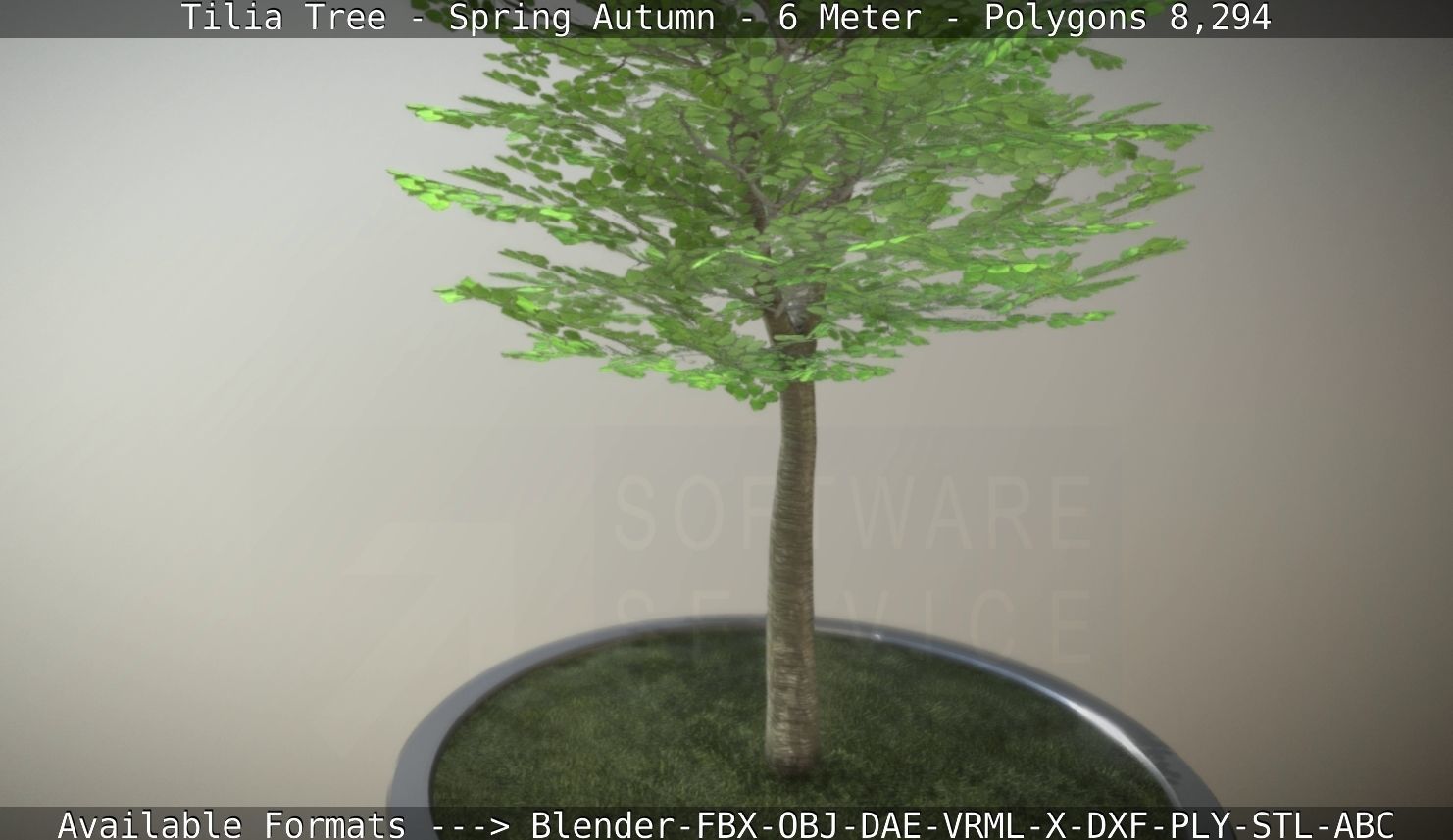 Rowan Tree - Sorbus-Aucuparia - 12m - All Season Package Low-poly 3D model_18