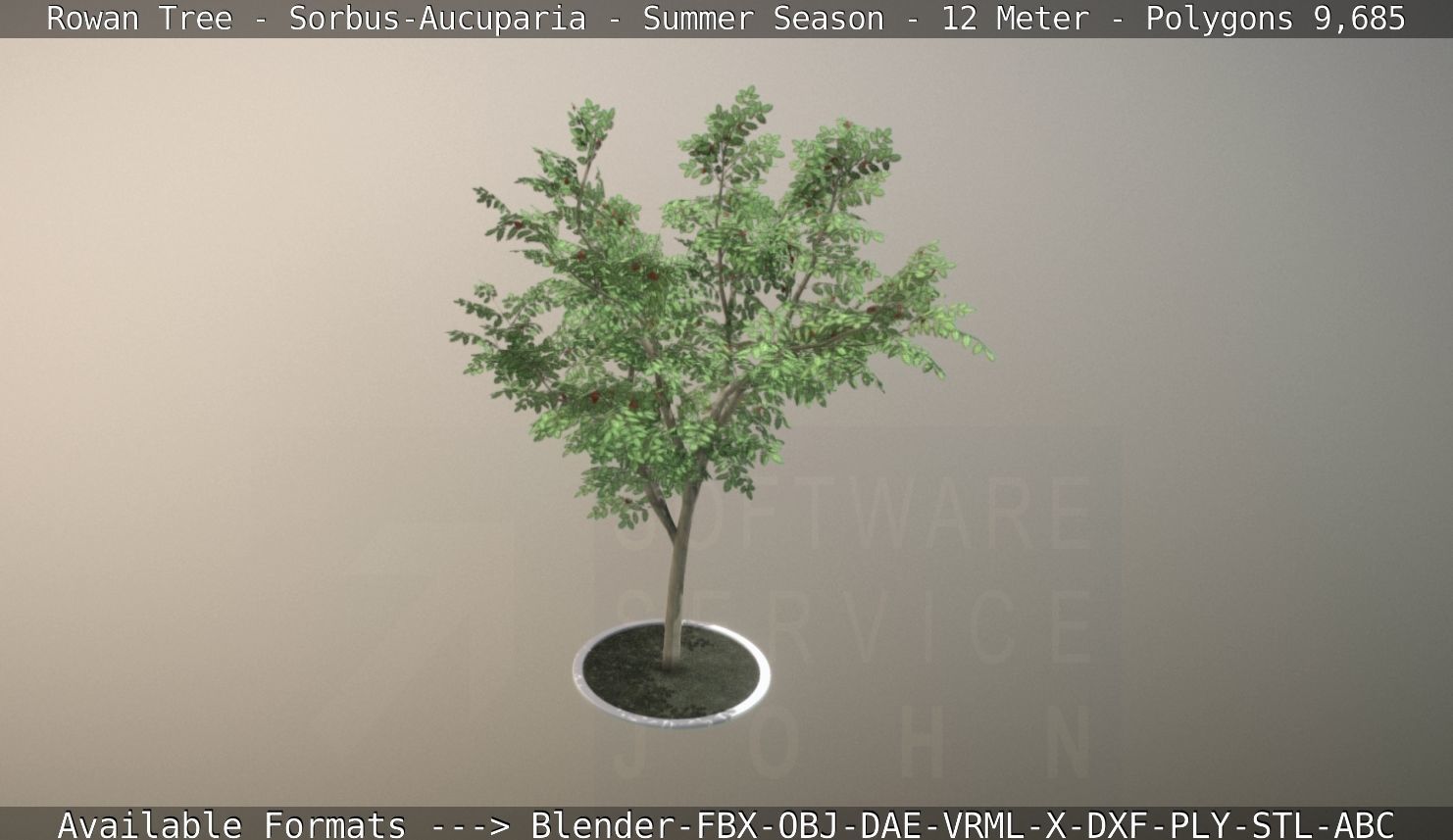 Rowan Tree - Sorbus-Aucuparia - 12m - All Season Package Low-poly 3D model_75