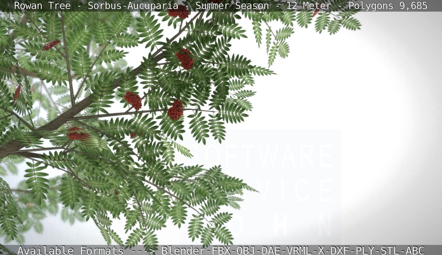 Rowan Tree - Sorbus-Aucuparia - 12m - All Season Package Low-poly 3D model_83