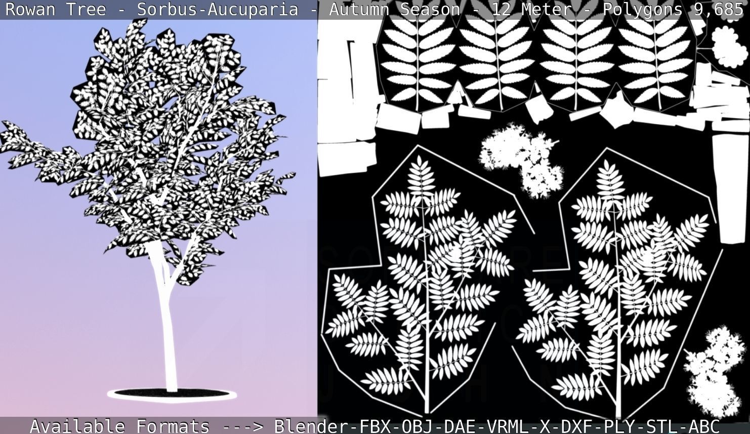 Rowan Tree - Sorbus-Aucuparia - 12m - All Season Package Low-poly 3D model_51
