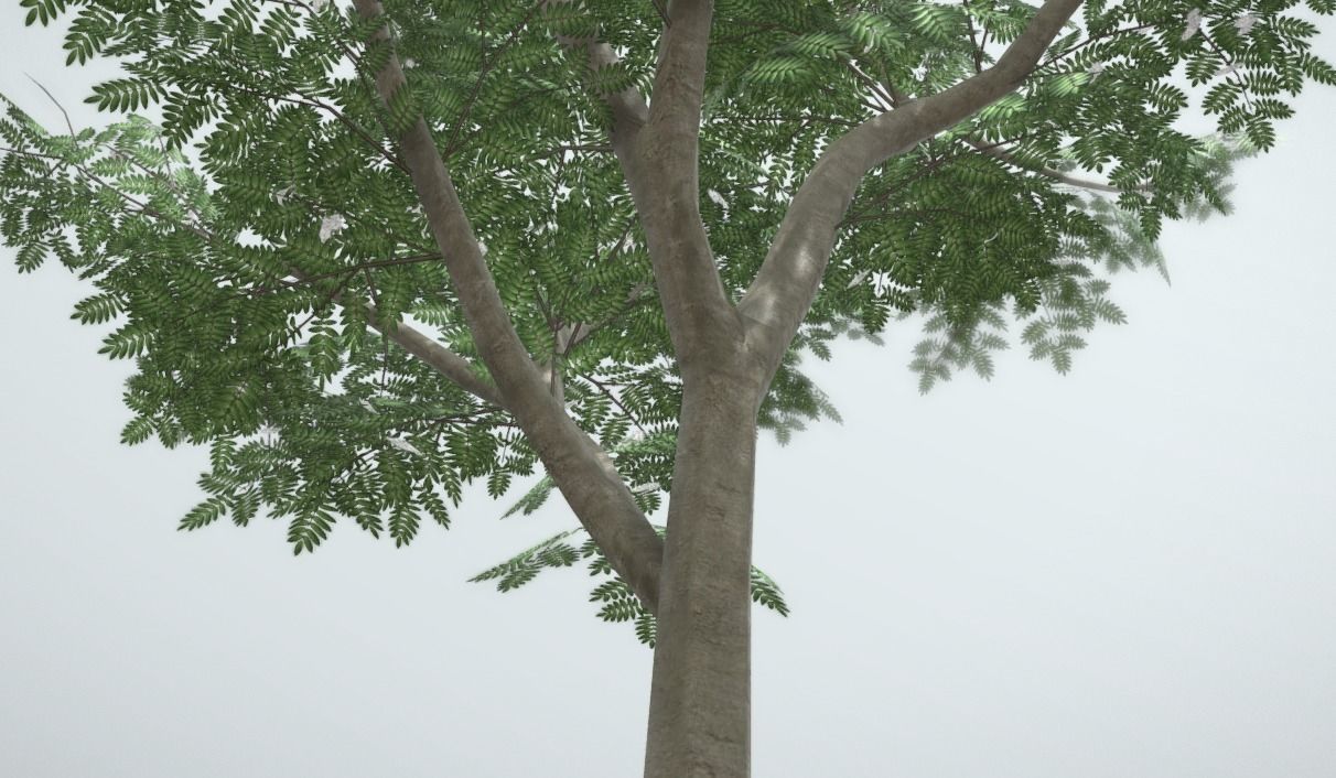 Rowan Tree - Sorbus-Aucuparia - 12m - All Season Package Low-poly 3D model_13