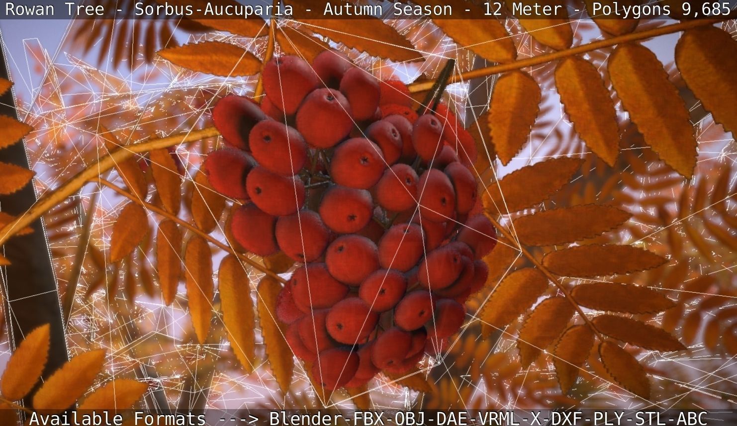 Rowan Tree - Sorbus-Aucuparia - 12m - All Season Package Low-poly 3D model_56