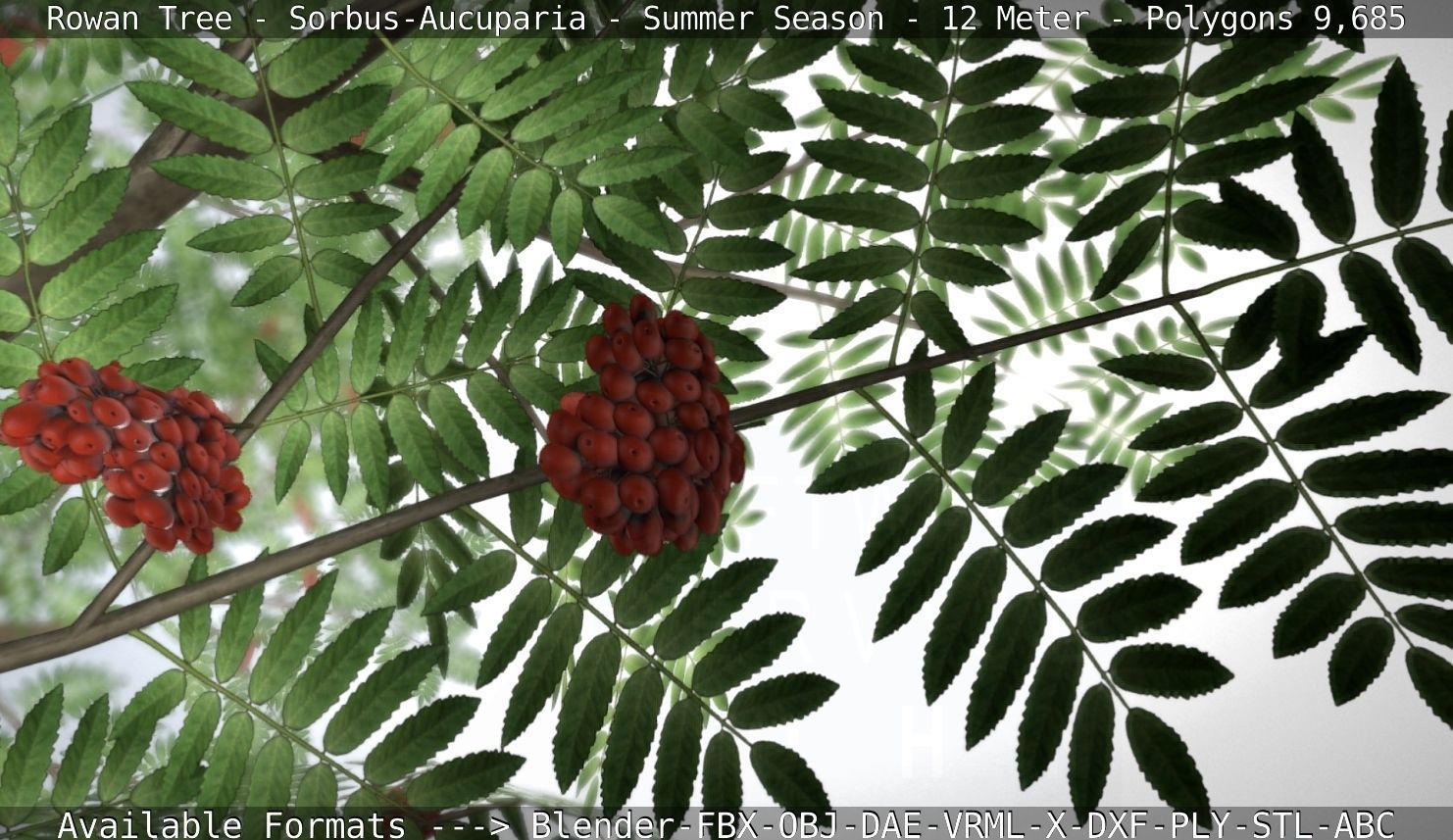 Rowan Tree - Sorbus-Aucuparia - 12m - All Season Package Low-poly 3D model_93
