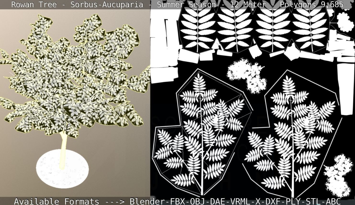 Rowan Tree - Sorbus-Aucuparia - 12m - All Season Package Low-poly 3D model_77