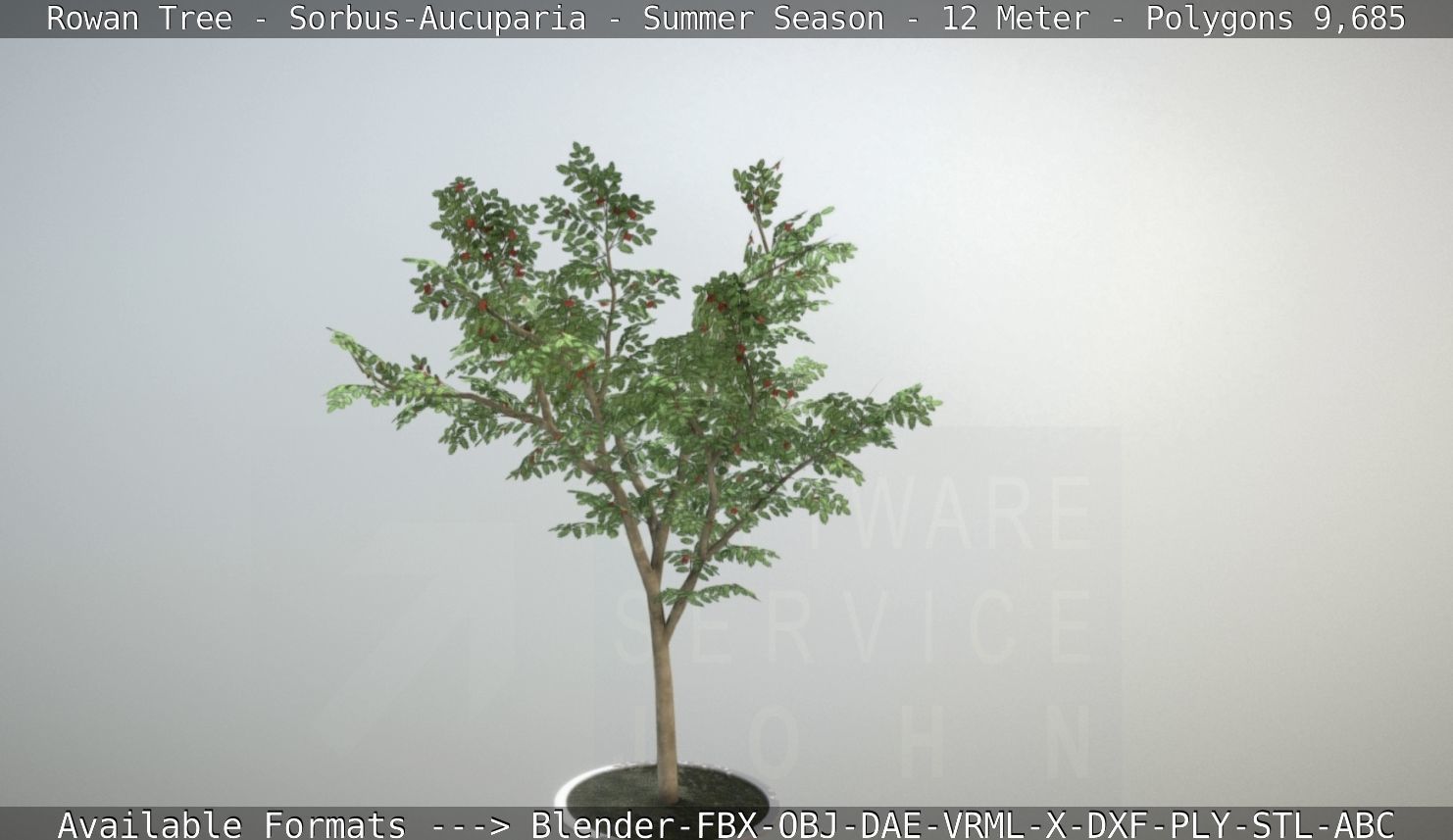 Rowan Tree - Sorbus-Aucuparia - 12m - All Season Package Low-poly 3D model_92