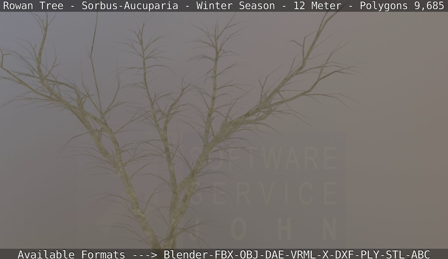 Rowan Tree - Sorbus-Aucuparia - 12m - All Season Package Low-poly 3D model_66