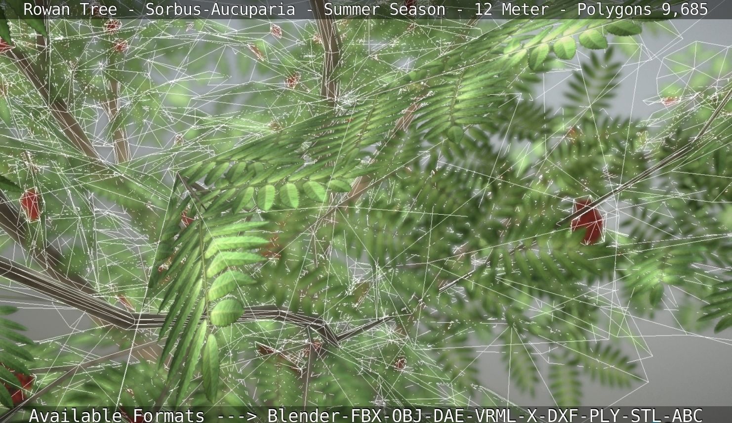 Rowan Tree - Sorbus-Aucuparia - 12m - All Season Package Low-poly 3D model_110