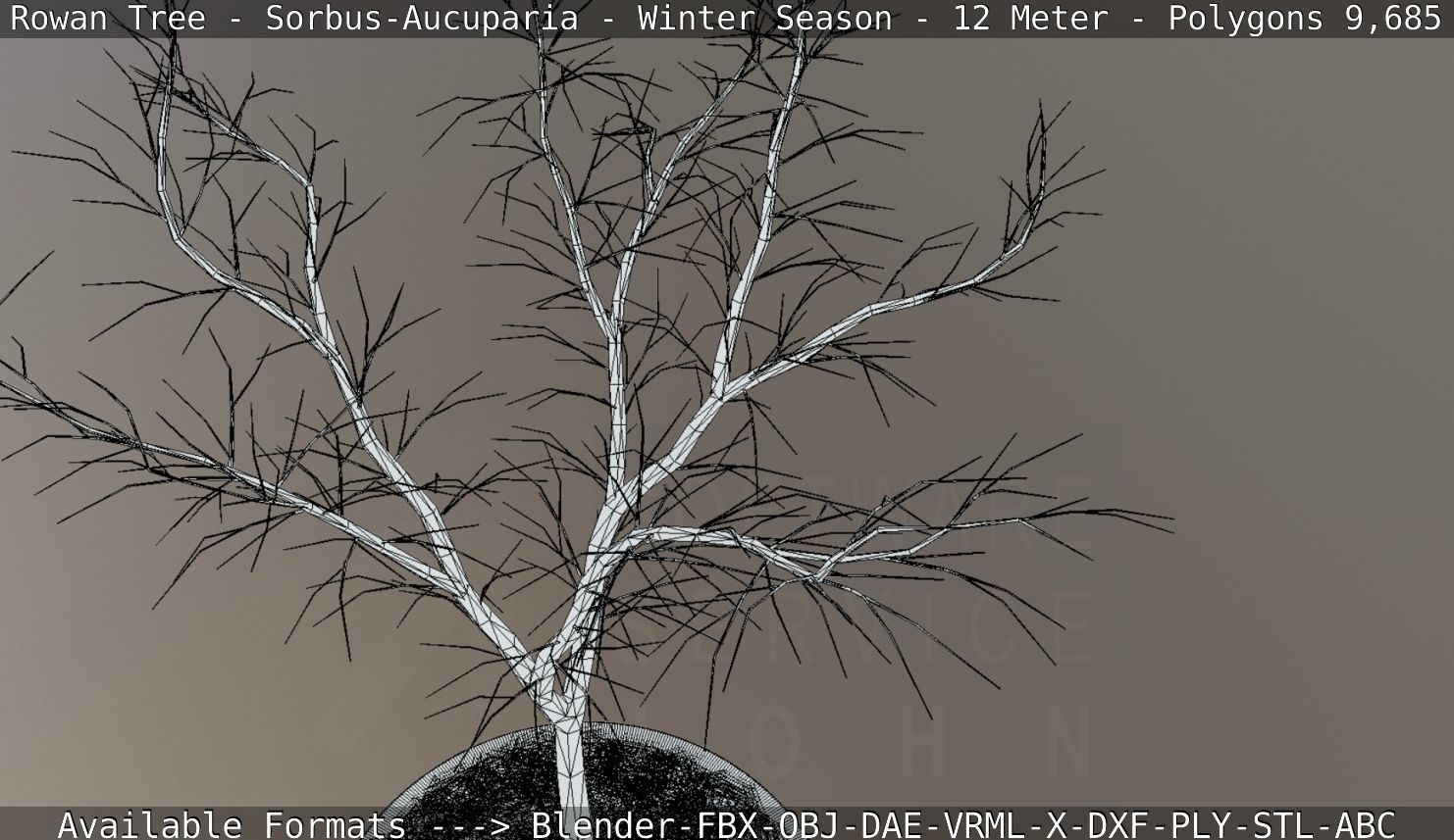 Rowan Tree - Sorbus-Aucuparia - 12m - All Season Package Low-poly 3D model_74