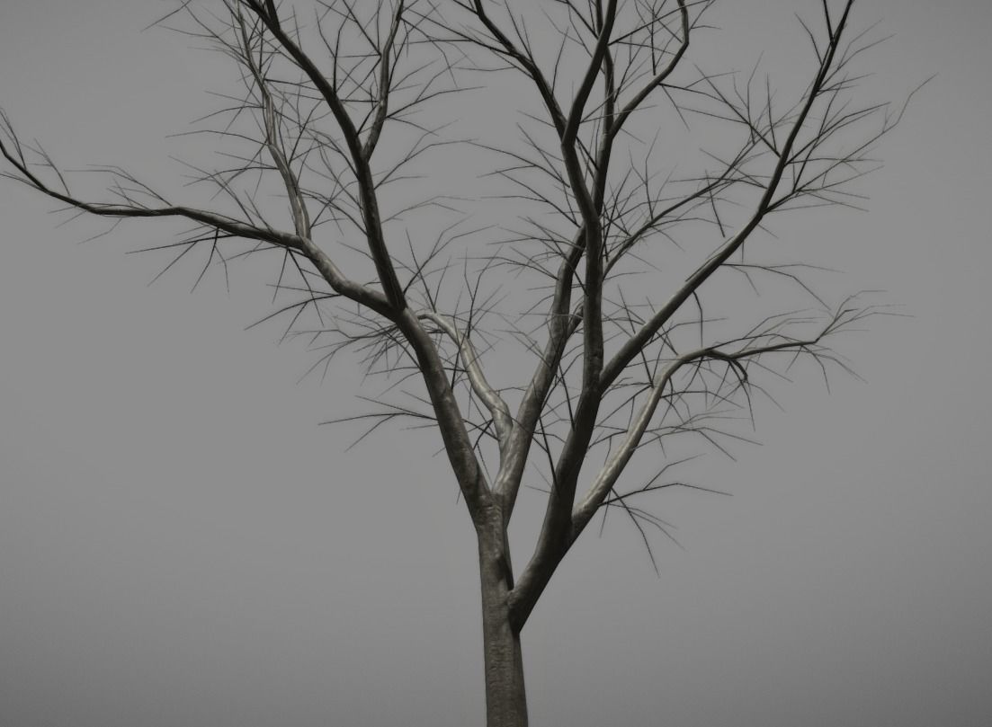 Rowan Tree - Sorbus-Aucuparia - 12m - All Season Package Low-poly 3D model_14