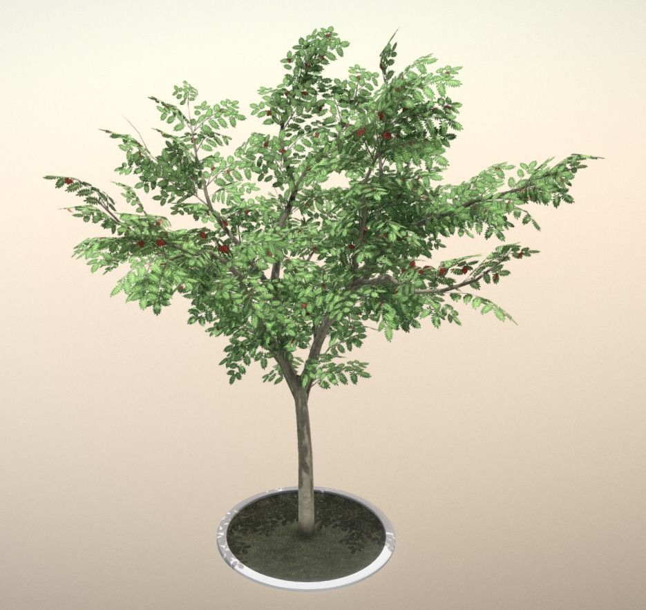 Rowan Tree - Sorbus-Aucuparia - 12m - All Season Package Low-poly 3D model_9