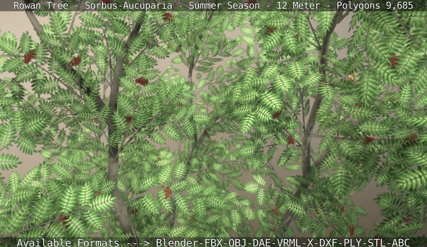Rowan Tree - Sorbus-Aucuparia - 12m - All Season Package Low-poly 3D model_97