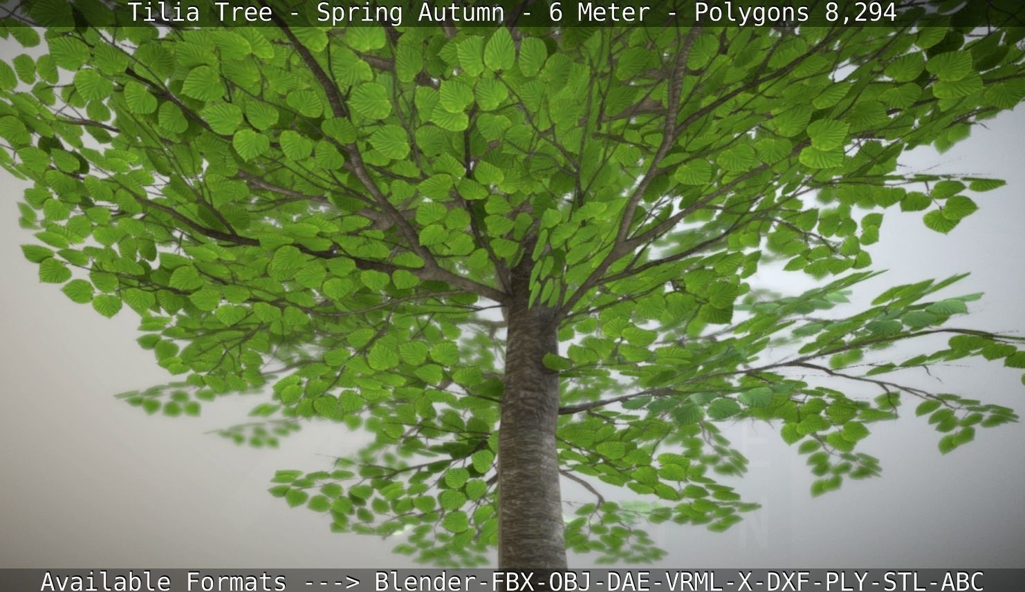 Rowan Tree - Sorbus-Aucuparia - 12m - All Season Package Low-poly 3D model_31