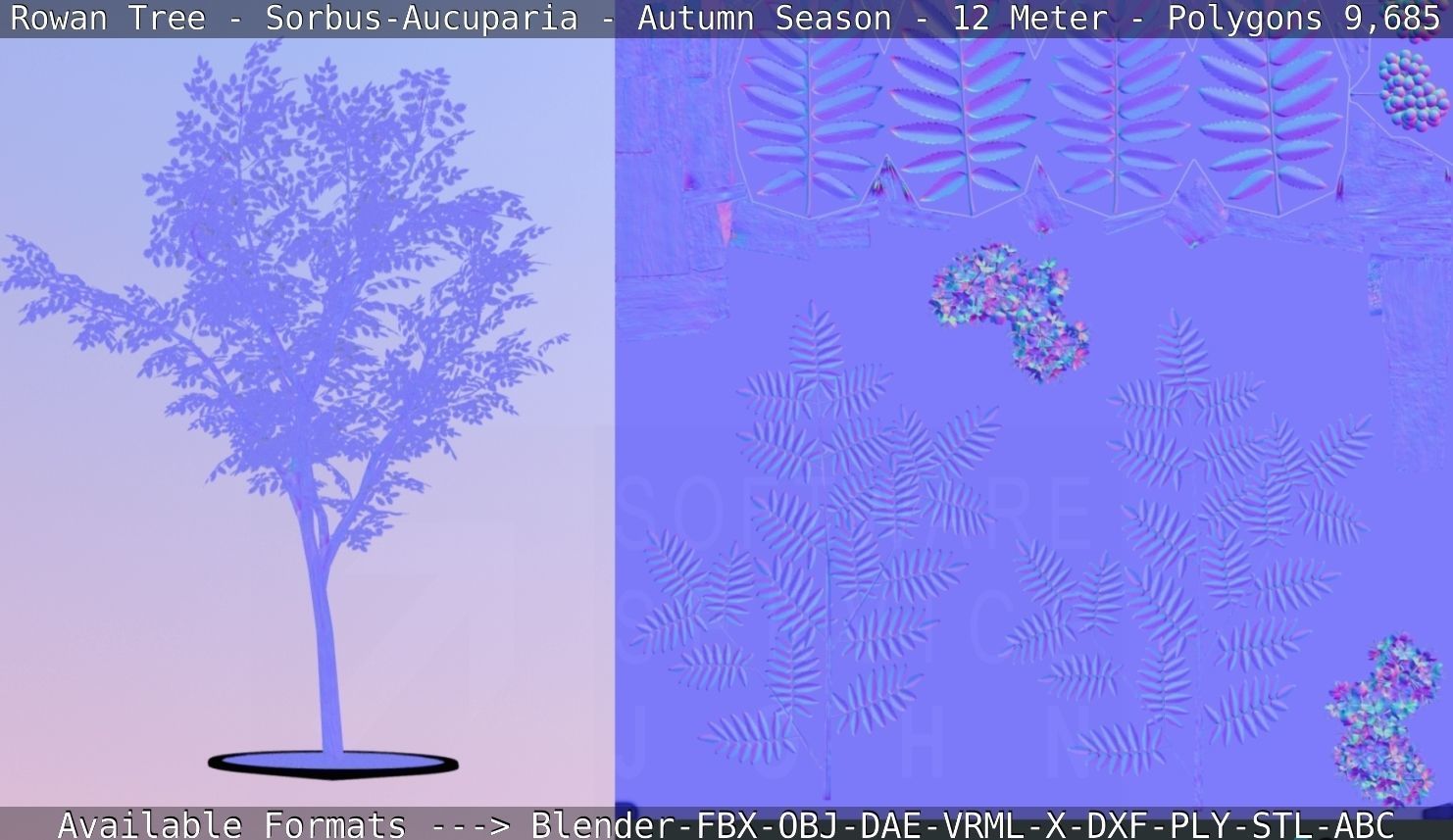 Rowan Tree - Sorbus-Aucuparia - 12m - All Season Package Low-poly 3D model_59