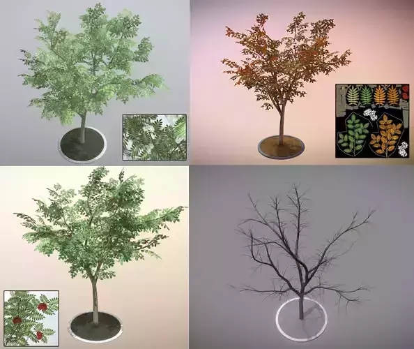 Rowan Tree - Sorbus-Aucuparia - 12m - All Season Package Low-poly 3D model