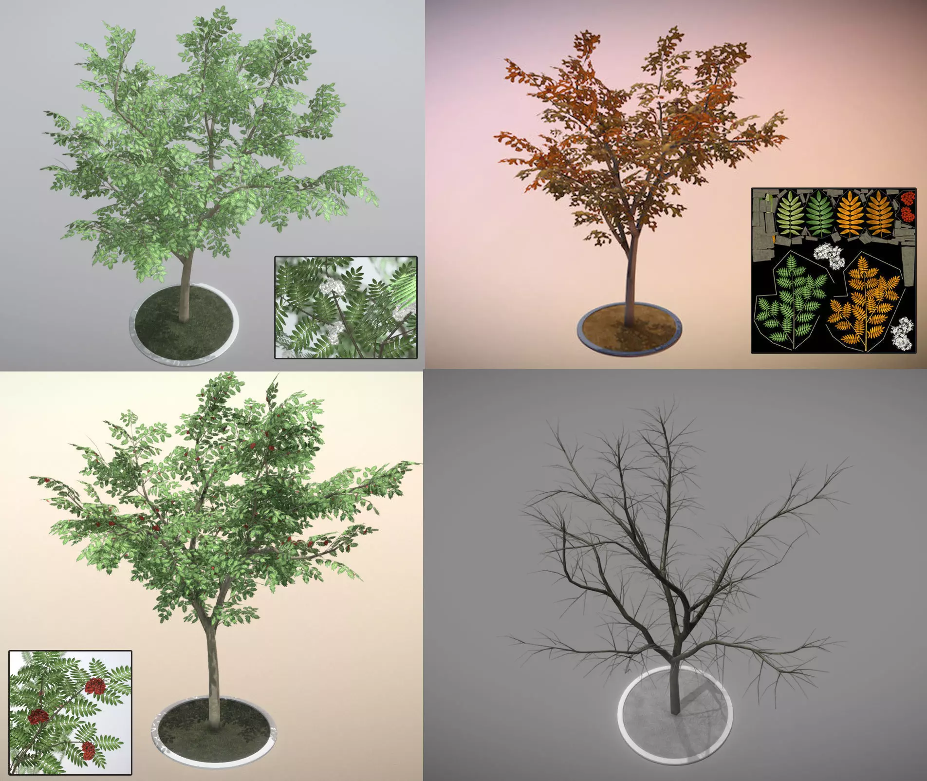 Rowan Tree - Sorbus-Aucuparia - 12m - All Season Package Low-poly 3D model_0
