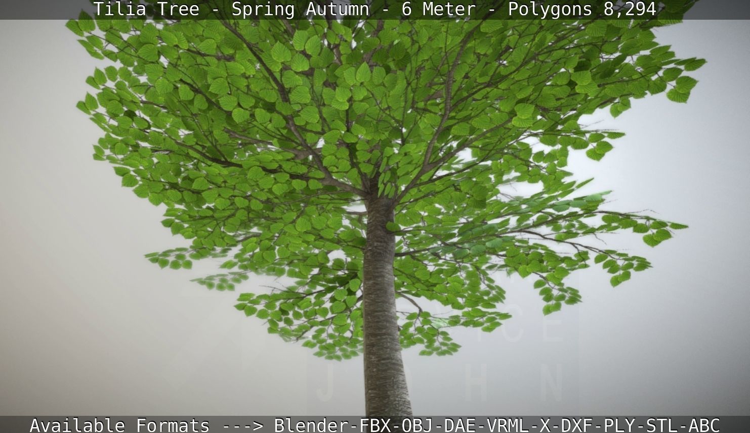 Rowan Tree - Sorbus-Aucuparia - 12m - All Season Package Low-poly 3D model_21