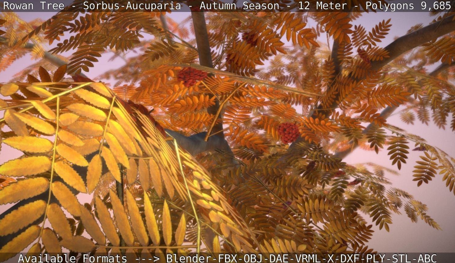 Rowan Tree - Sorbus-Aucuparia - 12m - All Season Package Low-poly 3D model_52