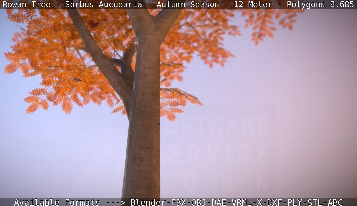 Rowan Tree - Sorbus-Aucuparia - 12m - All Season Package Low-poly 3D model_44