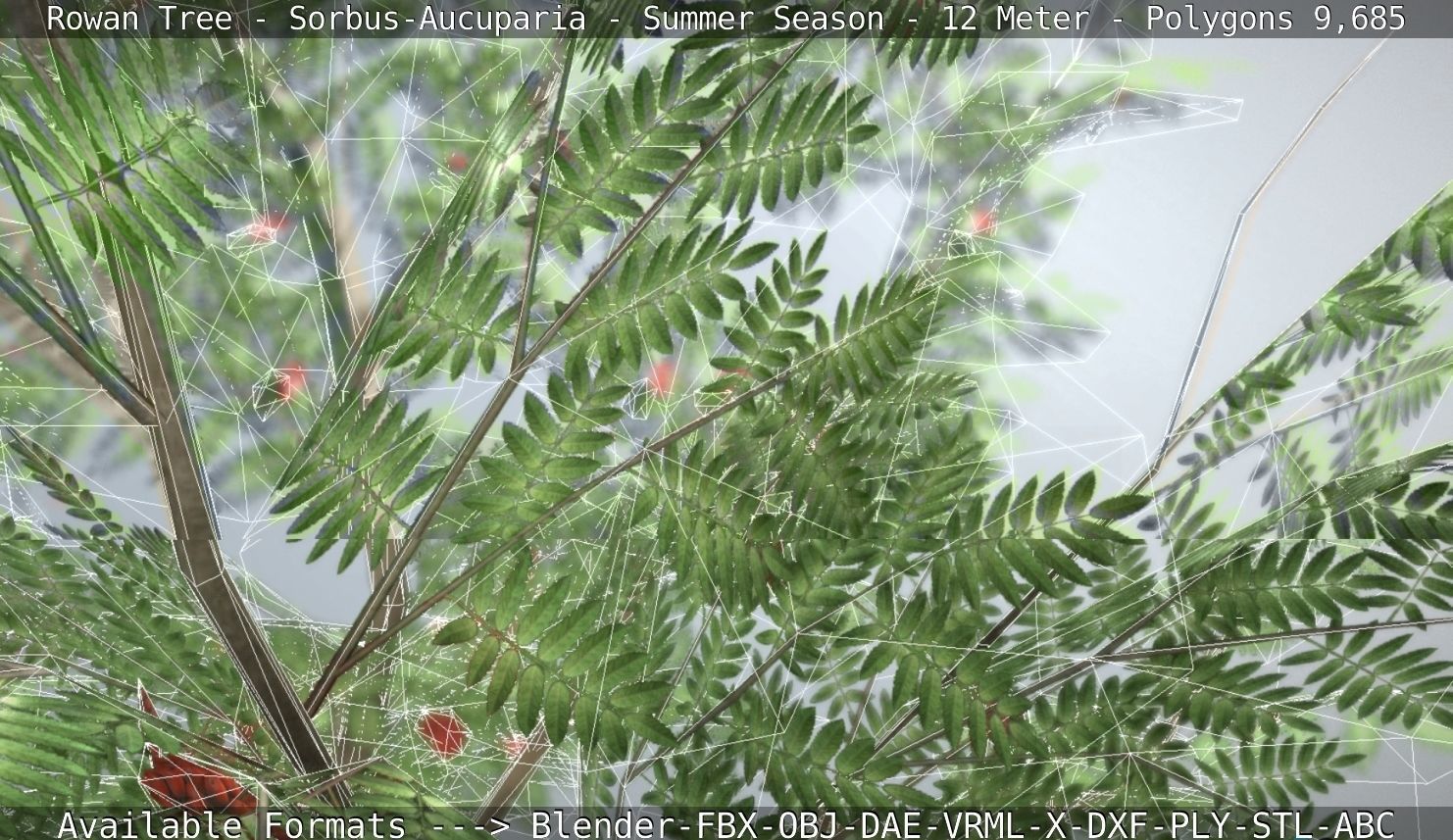 Rowan Tree - Sorbus-Aucuparia - 12m - All Season Package Low-poly 3D model_107