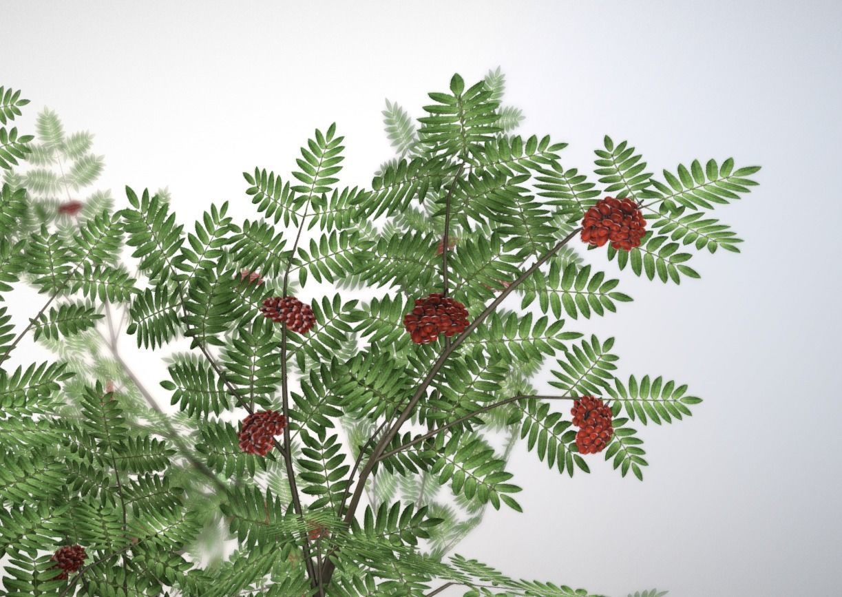 Rowan Tree - Sorbus-Aucuparia - 12m - All Season Package Low-poly 3D model_15