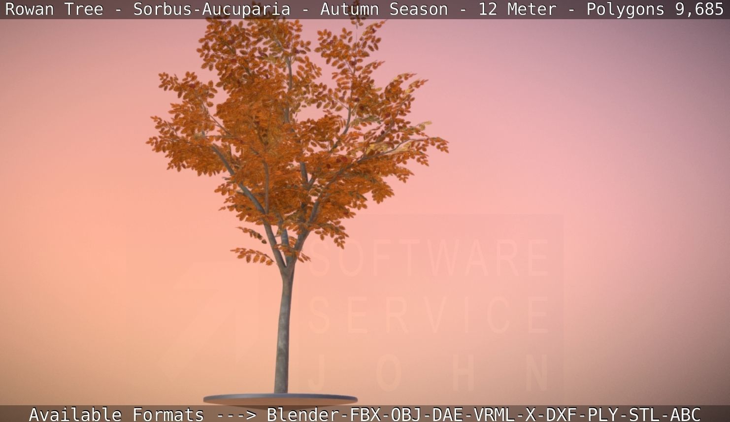 Rowan Tree - Sorbus-Aucuparia - 12m - All Season Package Low-poly 3D model_46