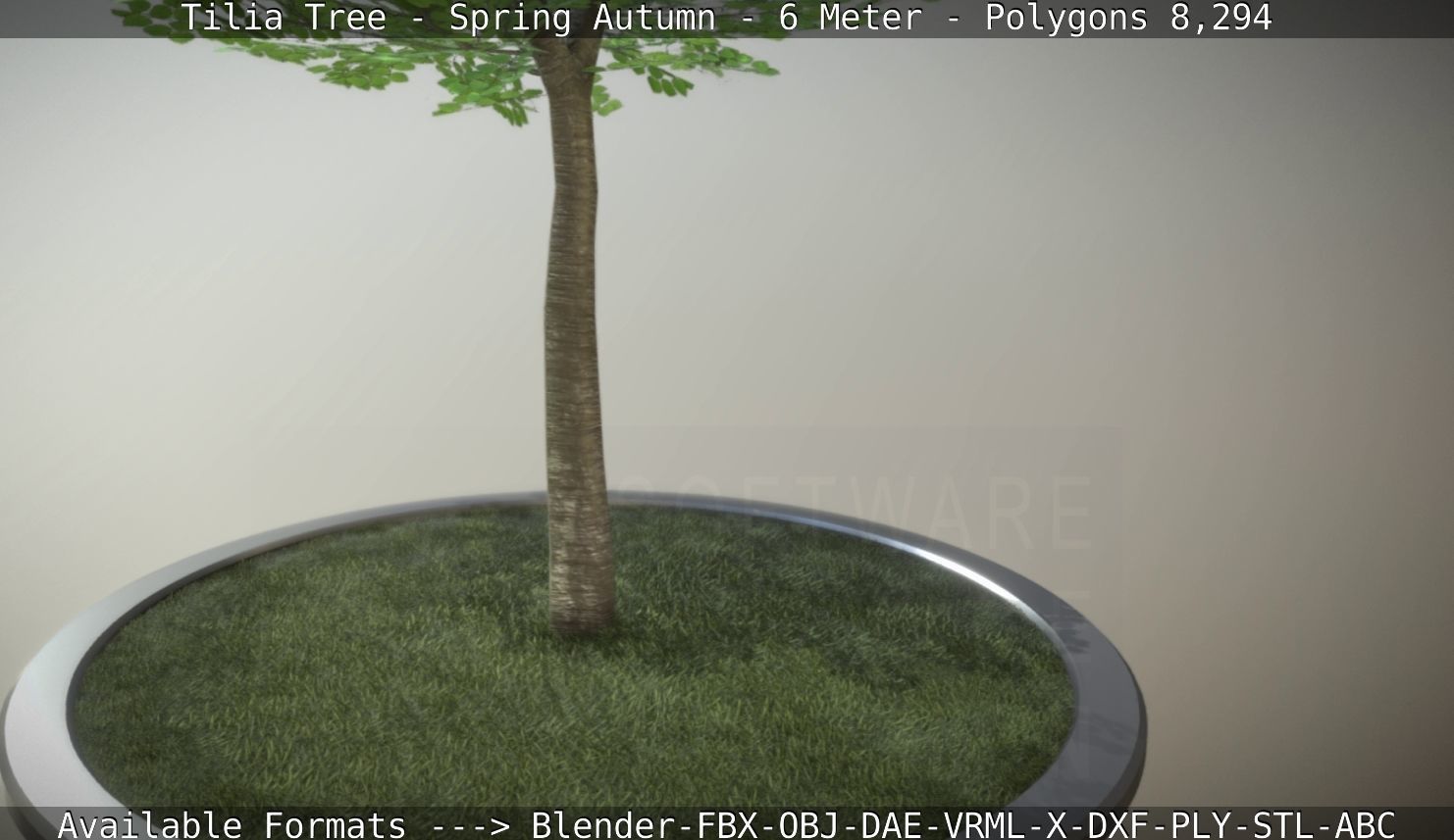 Rowan Tree - Sorbus-Aucuparia - 12m - All Season Package Low-poly 3D model_33