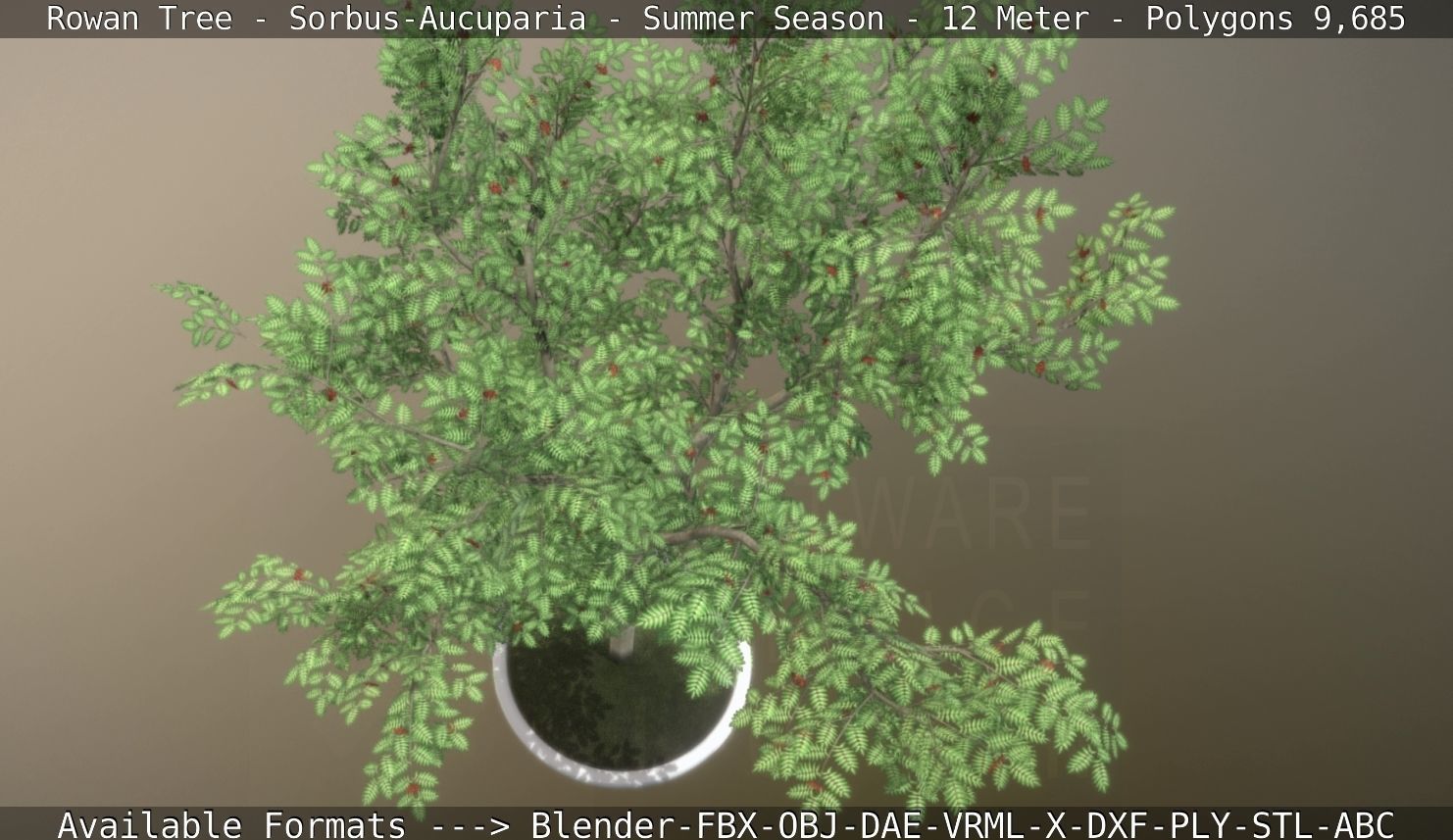 Rowan Tree - Sorbus-Aucuparia - 12m - All Season Package Low-poly 3D model_96