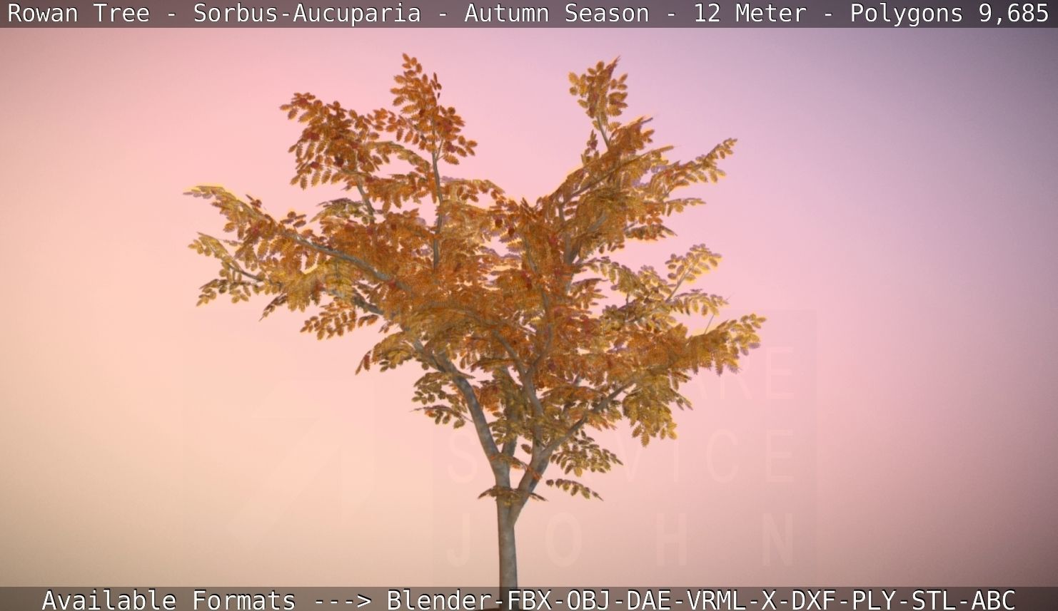 Rowan Tree - Sorbus-Aucuparia - 12m - All Season Package Low-poly 3D model_61