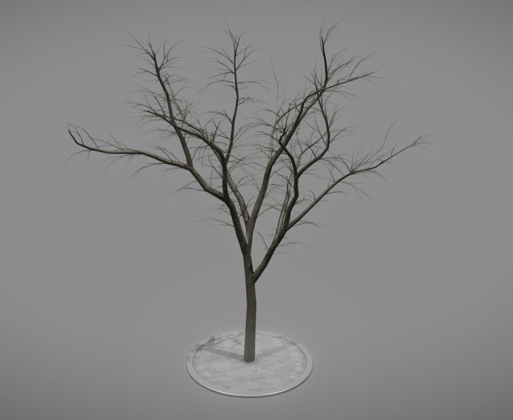 Rowan Tree - Sorbus-Aucuparia - 12m - All Season Package Low-poly 3D model_3