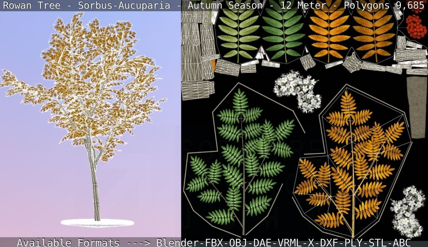 Rowan Tree - Sorbus-Aucuparia - 12m - All Season Package Low-poly 3D model_68