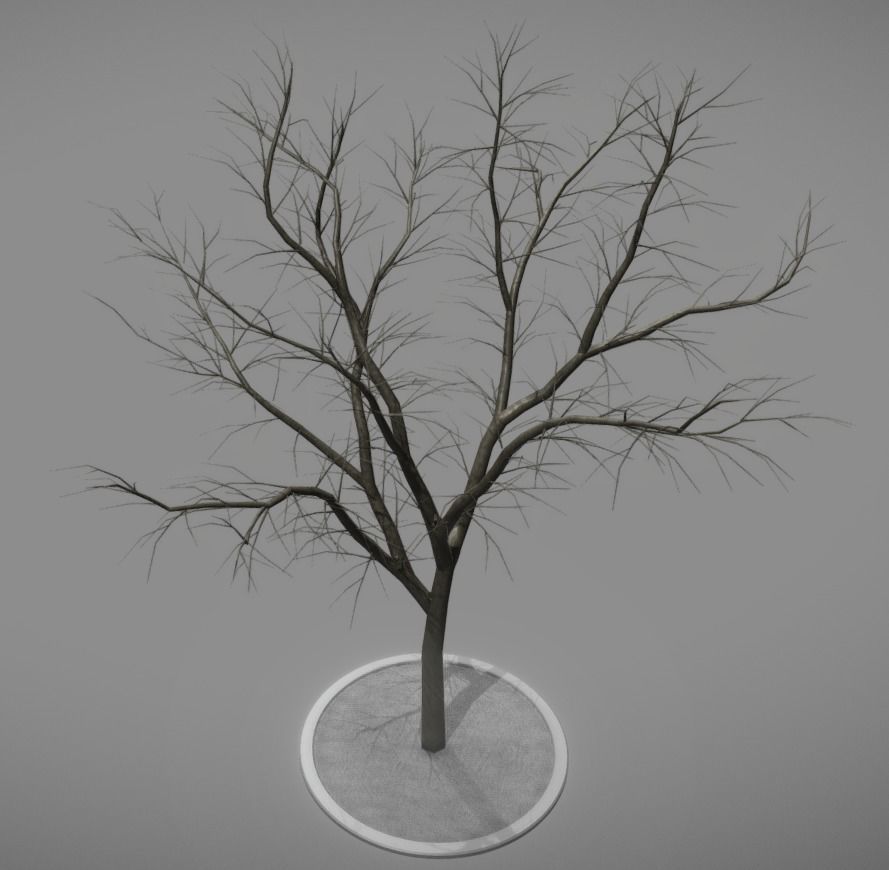Rowan Tree - Sorbus-Aucuparia - 12m - All Season Package Low-poly 3D model_16