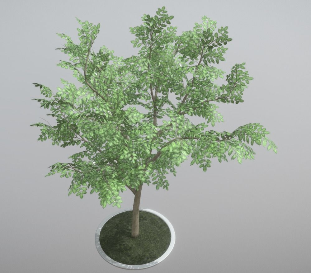 Rowan Tree - Sorbus-Aucuparia - 12m - All Season Package Low-poly 3D model_4
