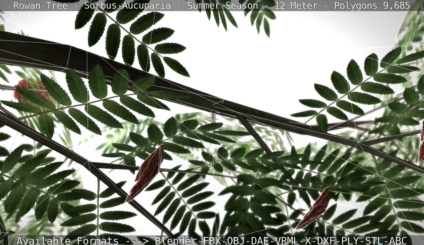 Rowan Tree - Sorbus-Aucuparia - 12m - All Season Package Low-poly 3D model_104