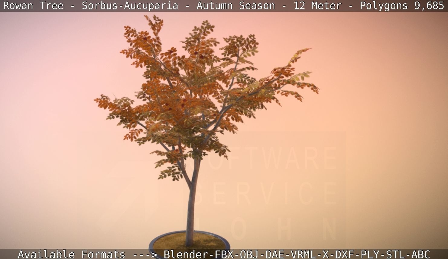 Rowan Tree - Sorbus-Aucuparia - 12m - All Season Package Low-poly 3D model_55
