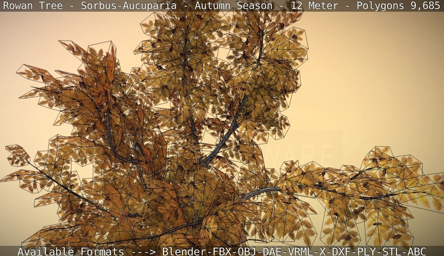 Rowan Tree - Sorbus-Aucuparia - 12m - All Season Package Low-poly 3D model_65