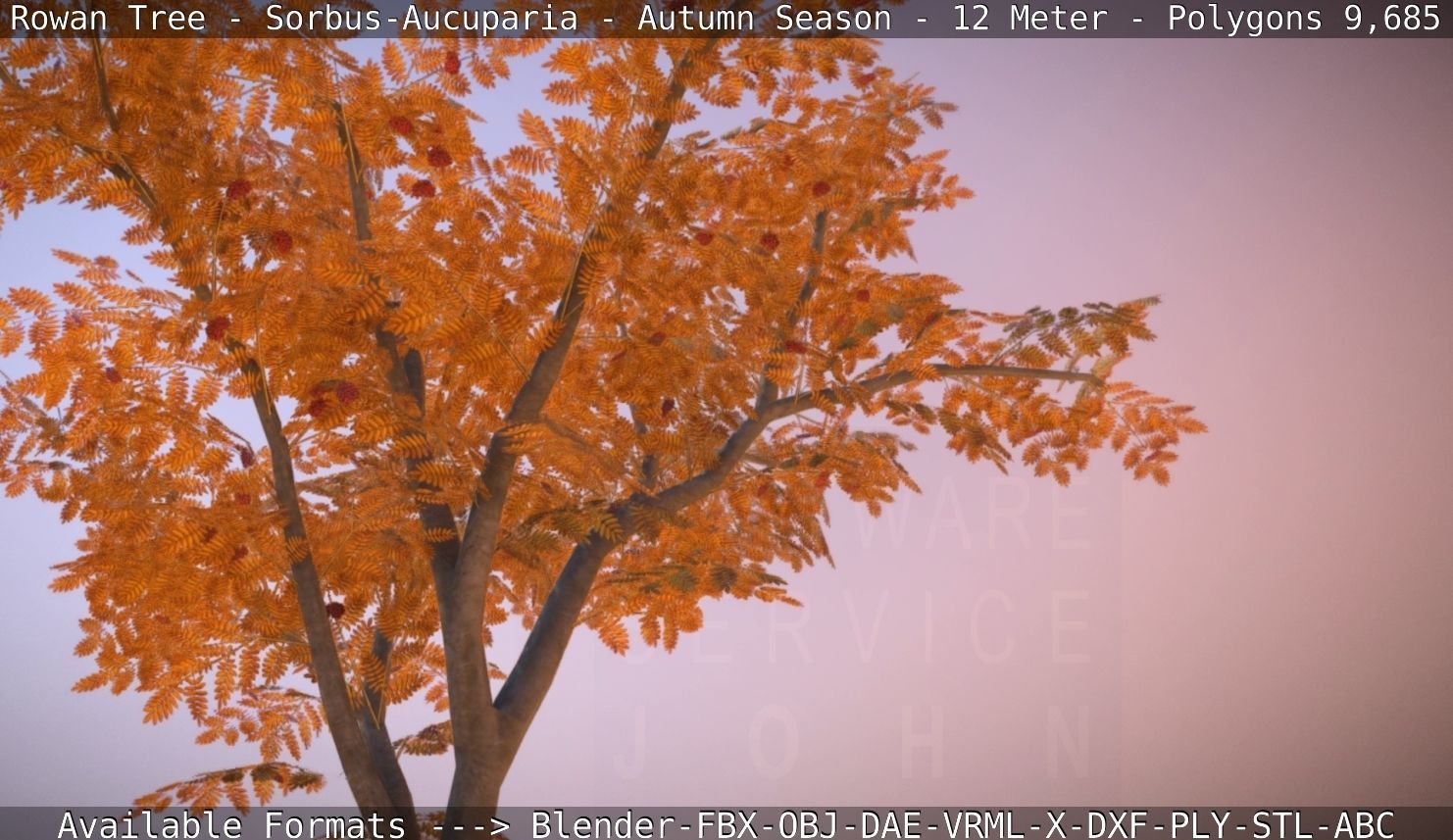 Rowan Tree - Sorbus-Aucuparia - 12m - All Season Package Low-poly 3D model_60
