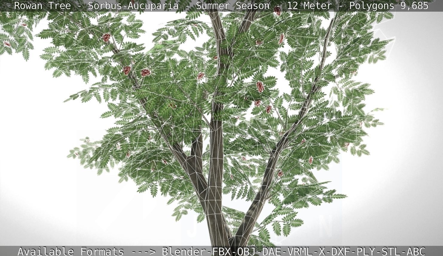 Rowan Tree - Sorbus-Aucuparia - 12m - All Season Package Low-poly 3D model_87