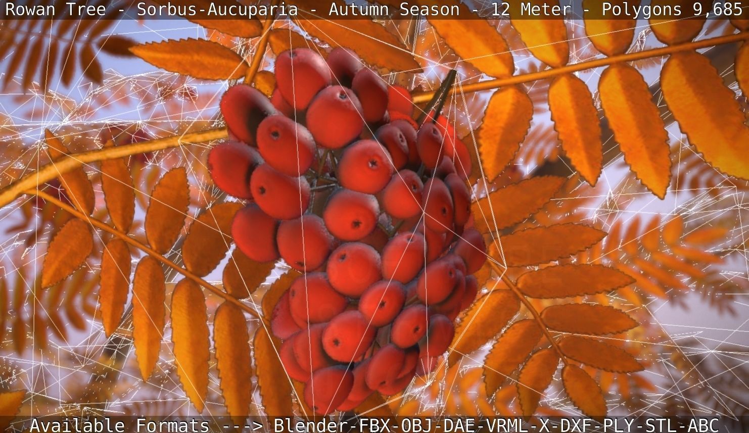 Rowan Tree - Sorbus-Aucuparia - 12m - All Season Package Low-poly 3D model_53