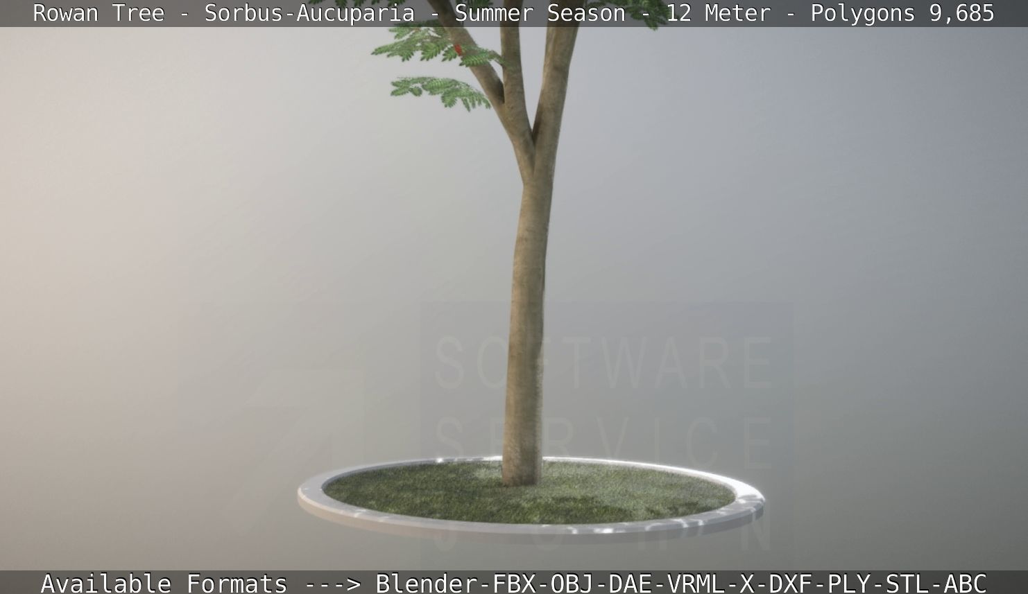 Rowan Tree - Sorbus-Aucuparia - 12m - All Season Package Low-poly 3D model_84