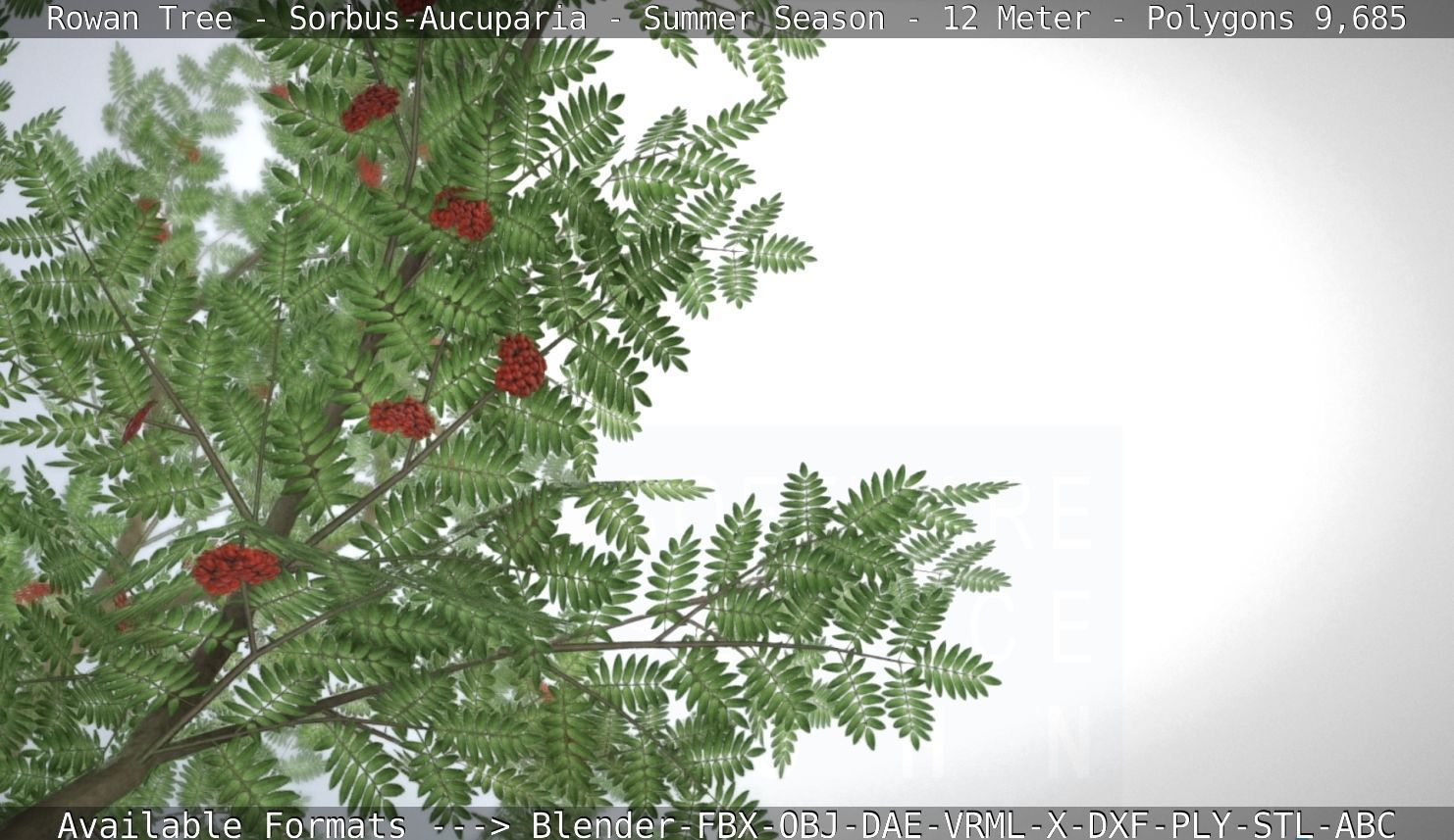 Rowan Tree - Sorbus-Aucuparia - 12m - All Season Package Low-poly 3D model_99