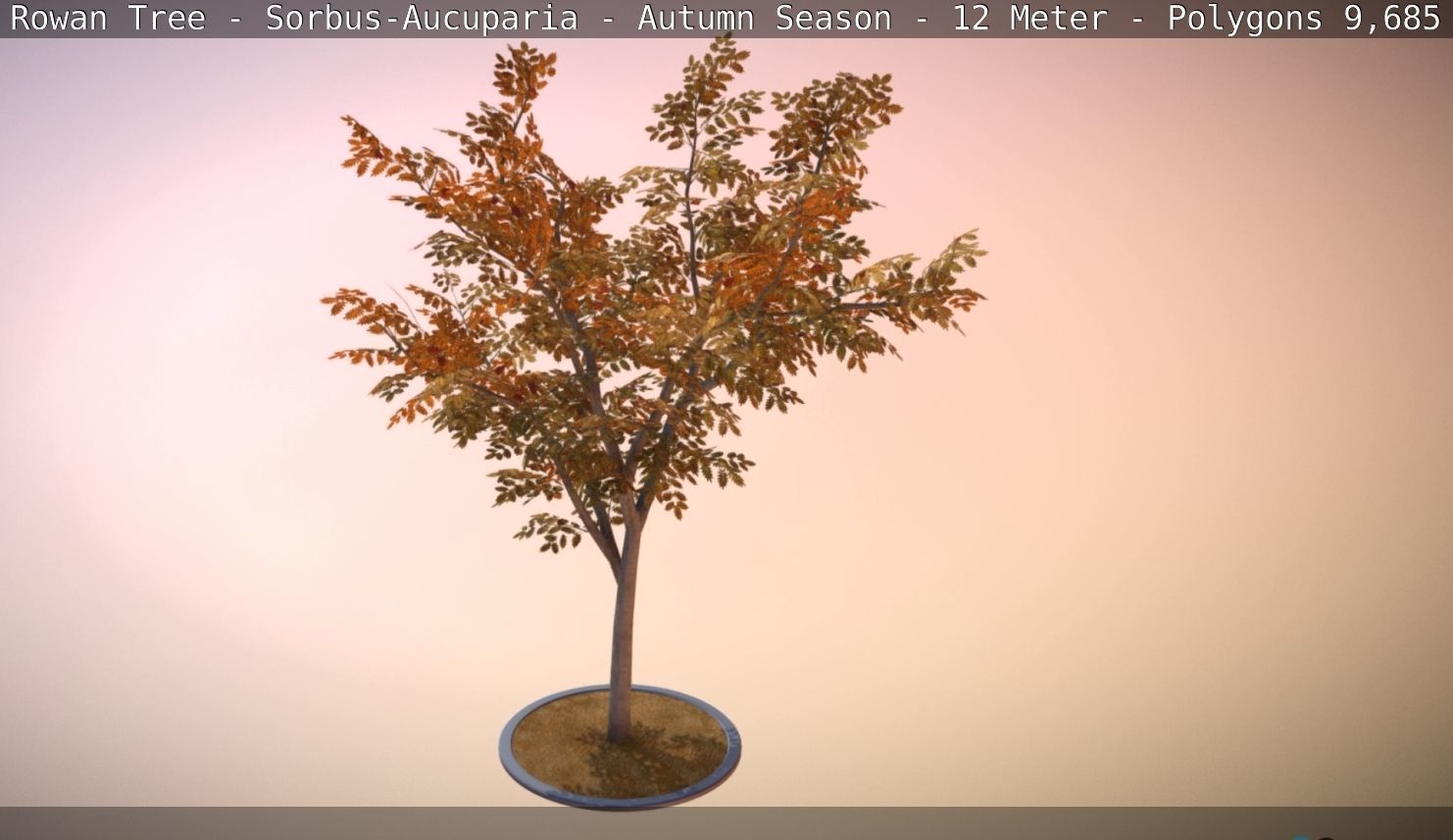 Rowan Tree - Sorbus-Aucuparia - 12m - All Season Package Low-poly 3D model_42